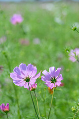 Obraz premium コスモス