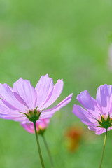 Fototapeta premium コスモス