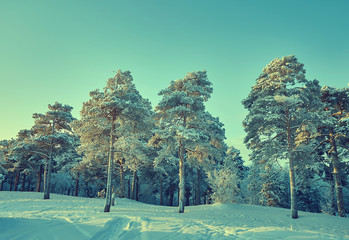 Beautiful Christmas landscape