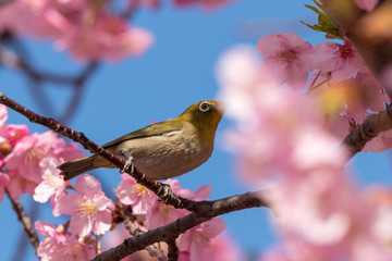 メジロと河津桜　東京都江戸川区　旧中川