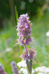 Stachys Byzantina Flower Macro 