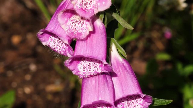 Purple foxglove flower stem macro, Digitalis purpurea medicinal plant