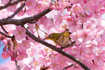 メジロと河津桜　東京都江戸川区　旧中川