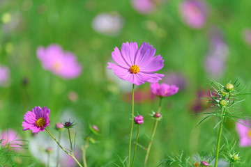 コスモス
