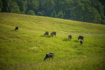 Cows grazing in the meadow in sunny summer day. Peaceful scenery of a farmland.