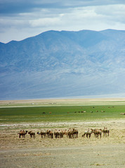 Fototapeta na wymiar Bactrian or two-humped camel