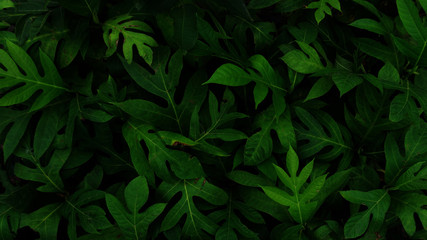 Naklejka na ściany i meble A green leaf texture background