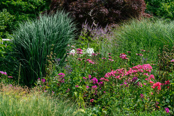 scenic summer flower bed with purple phlox and ornamental grasses