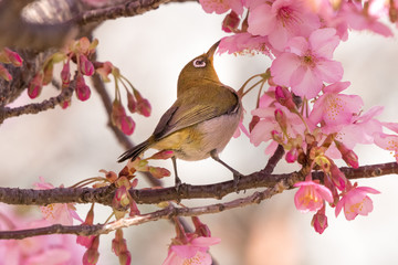 メジロと河津桜　東京都江戸川区　旧中川