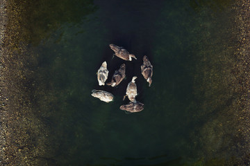 Group of young swans swimming in emerald green pond, view from above