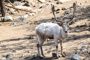 white deer with horns standing on the sand