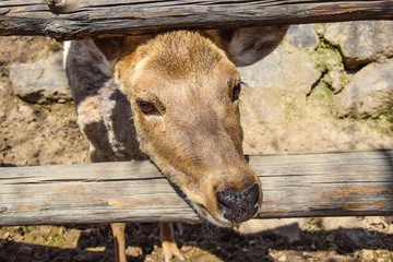 curious deer portrait close up funny