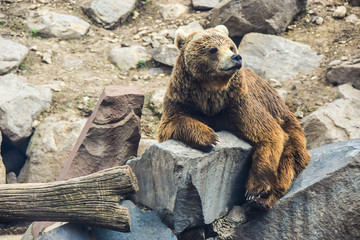  brown bear lying on a stone