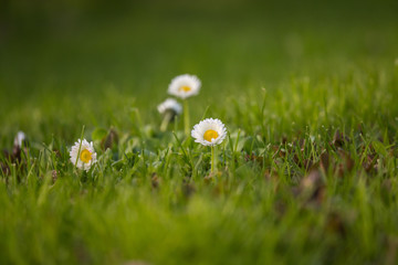 Beautiful white daisies blooming in the grass. Summer scenery in garden and park. Flowers of Northern Europe.