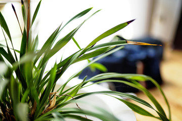 green plant in a pot