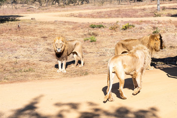 Wild lion in Africa.