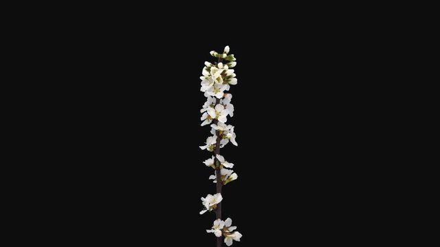 Time-lapse of blooming Nanking cherry (Prunus tomentosa) branch 1a4 in 4K PNG+ format with ALPHA transparency channel isolated on black background. Other names: Korean cherry, Manchu cherry, downy che
