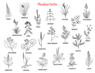 Wild meadow herbs and grasses