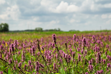 Naklejka premium Nice summer flower field with trees and cloudy sky. Czech landscape, blured background