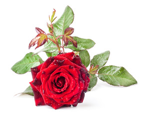 Red rose isolated on white background