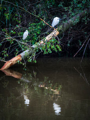 Two herons on a trunk on the lakeside