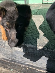 Cute German Shepard Puppy sitting on a porch