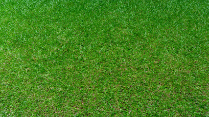 Obraz na płótnie Canvas Green grass natural background, Copy Space display product.