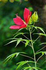 モミジバアオイ