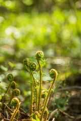 Beautiful, fresh, green fern leaves in the forest at spring. Green natural pattern.