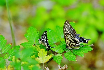 アゲハチョウ