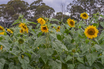 Sunflower field