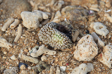 Coral on the beach/Coral on sandy beach of the phuket Thailand/Sand background/Wreck coral on the beach/Hexagon coral on beach in Thailand/