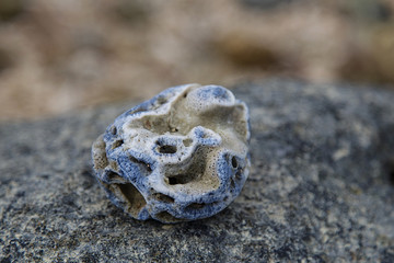 Coral on the beach/Coral on sandy beach of the phuket Thailand/Sand background/Wreck coral on the beach/Hexagon coral on beach in Thailand/