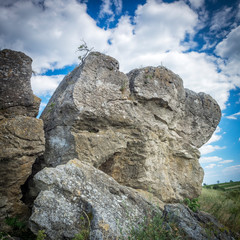 giant boulder with cherrytree in Burgenland Austria