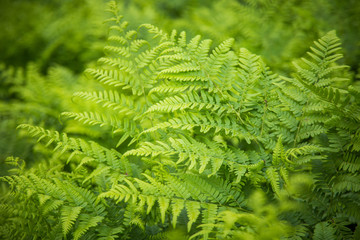 Fototapeta na wymiar Beautiful, fresh, green fern leaves in the forest at spring. Green natural pattern.