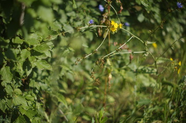 yellow wildflowers