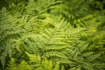 Beautiful, fresh, green fern leaves in the forest at spring. Green natural pattern.