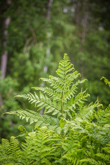 Beautiful, fresh, green fern leaves in the forest at spring. Green natural pattern.