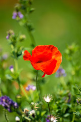 Obraz premium field of red poppy wild