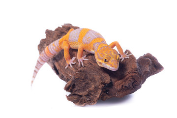 animal wild