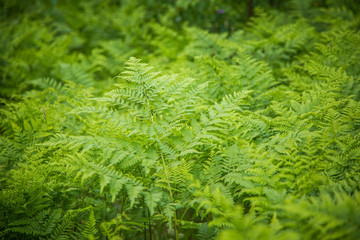Beautiful, fresh, green fern leaves in the forest at spring. Green natural pattern.