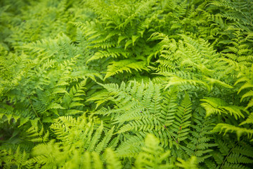 Beautiful, fresh, green fern leaves in the forest at spring. Green natural pattern.