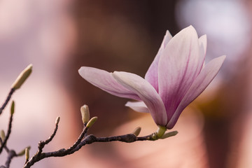 Rosa Magnolienblüte im Abendlicht