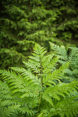 Beautiful, fresh, green fern leaves in the forest at spring. Green natural pattern.