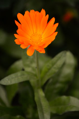  Orange flower of calendula healing on a blurred green background