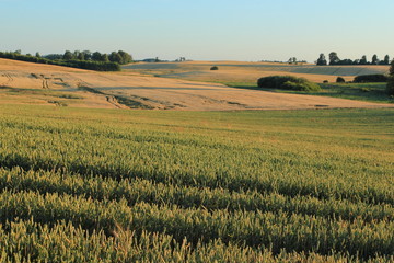 Wheat field. Countryside landscape in summer season in Poland