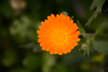 Orange flower of calendula on a blurred green background