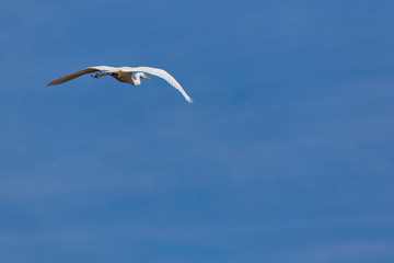 Silberreiher im Flug am blauen Himmel, Minimalismus