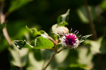  Blooming big burdock on a blurred green background