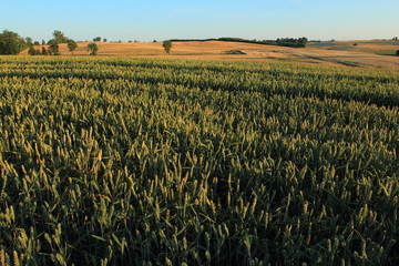 Golden wheat field and sunset sky, landscape of agricultural grain crops in harvest season, Masurien, Poland